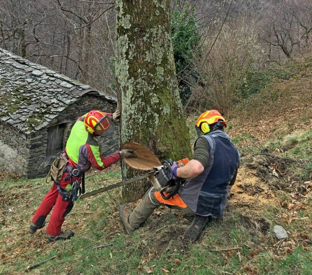 Lavori boschivi